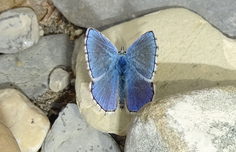 Lysandra bellargus - Lycaenidae